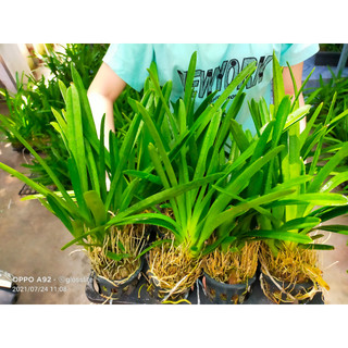 HOA LAN KIẾM ĐÀI LOAN