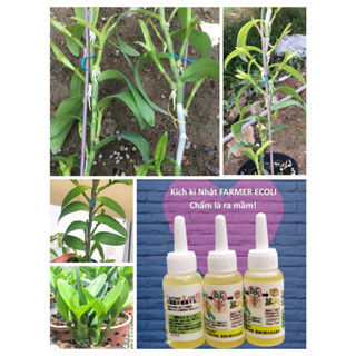 KÍCH KI BẬT TRỒI HOA LAN  NHẬT BẢN