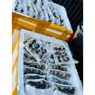 Ốc nhồi thịt 1 khay (chỉ giao hỏa tốc)