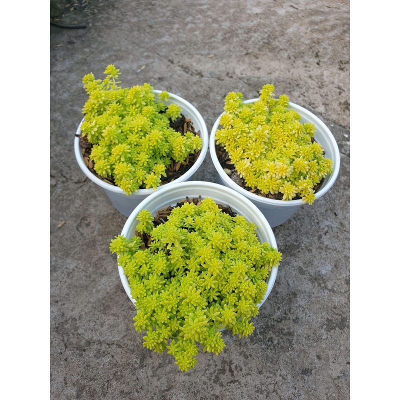 Sen đá Sedum dạ quang/ Sedum hạt gạo Vàng size trung