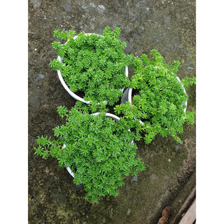 Sen đá Sedum hạt gạo/Sedum dạ quang xanh Size trung