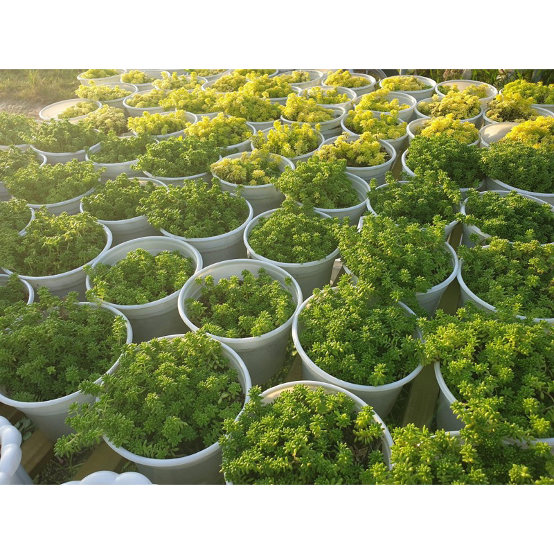 Sen đá Sedum dạ quang/ Sedum hạt gạo Vàng size trung