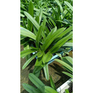 KIẾM HỒNG TIỂU Thúy