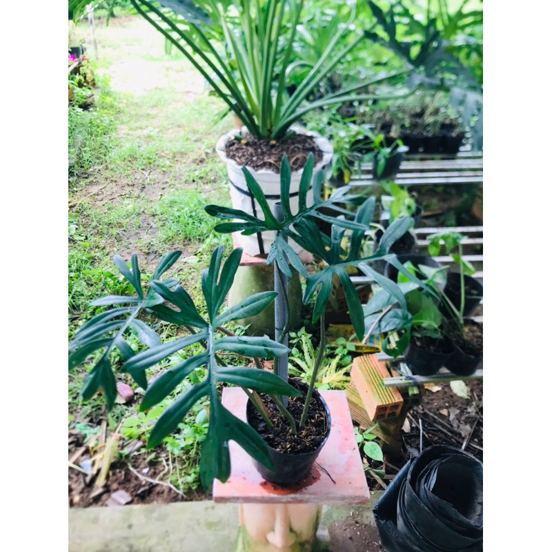 Chậu  trầu bà leo cột mon mini tặng như ảnh rồng xanh, trầu bà cánh én vàng, cung đàn, môn thiên đường