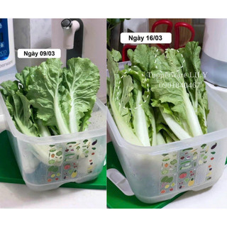 Hộp trữ mát Vensmart 4.4L - Tupperware
