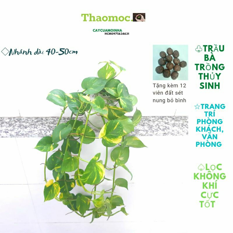 COMBO 10 Cây Trầu Bà Trồng Thủy Sinh(tặng12 viên đất sét nung bỏ bình từ 8-31/12)Trang Trí, Lọc không khí.