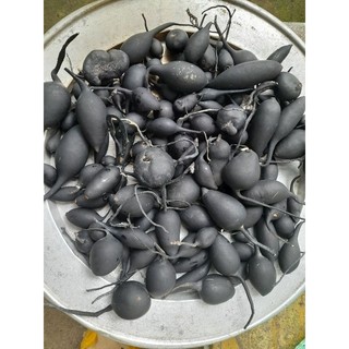 Sâm Ô Linh Việt 100gr