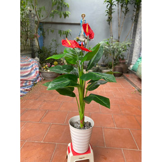 Cây hồng môn 3 hoa chất liệu cao su. Cây cao khoảng 1.2m