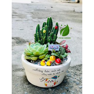 Tiểu cảnh sen đá mix xương rồng kèm chậu vẽ theo yêu cầu MIỄN PHÍ