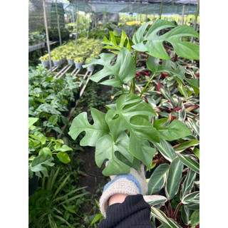 trầu bà monstera mini