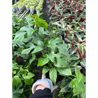 trầu bà monstera mini