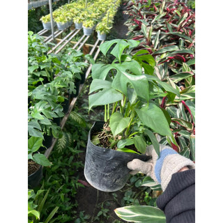 trầu bà monstera mini