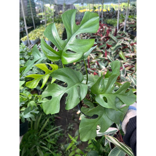 trầu bà monstera mini