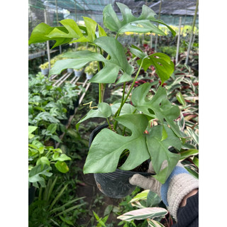 trầu bà monstera mini