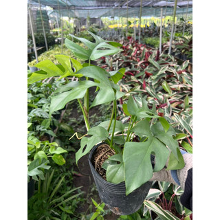 trầu bà monstera mini