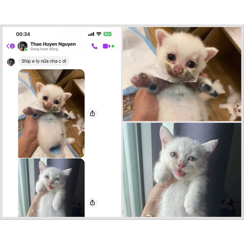 Viên nhai Triịi Nấm Chó Mèo. Không cần tắm, không cần cạo lông