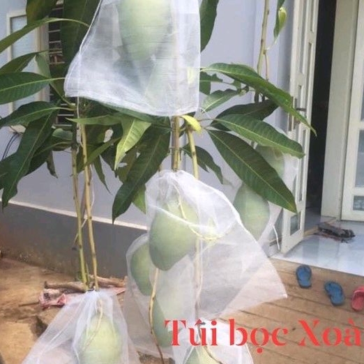 Túi bọc xoài