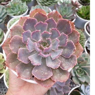 sen đá bắp cải tím
