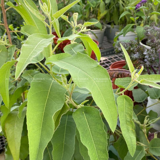 Cây Bạch Đàn Chanh cao từ 50cm