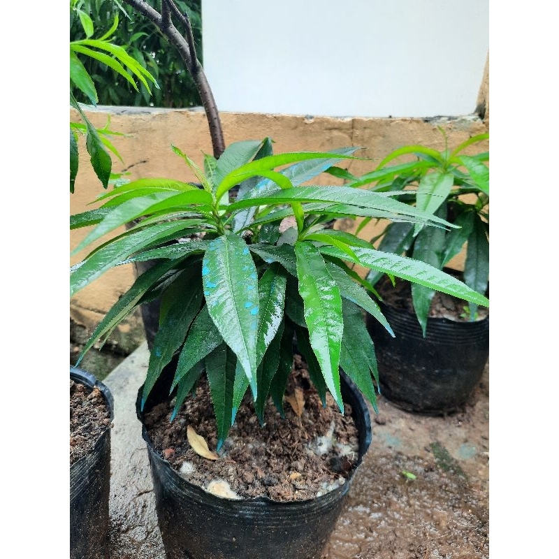 Đào thất thốn trồng từ hạt - cây 1 năm tuổi