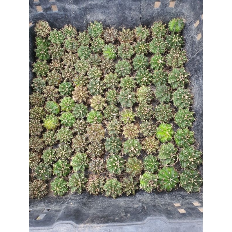 Set 100 cây gym, size 3-4 cm