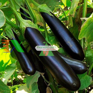 HẠT GIỐNG CÀ TÍM DÀI ĐEN ( GÓI 30 HẠT)