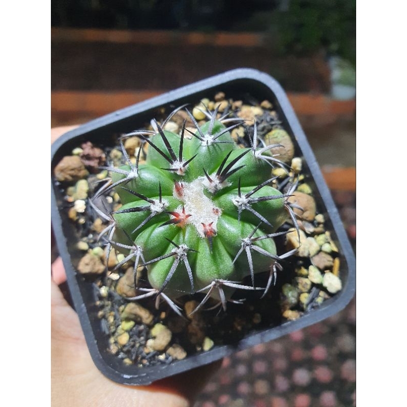 Xương rồng disco. Hàng gieo hạt tại vườn. Size 4 cm
