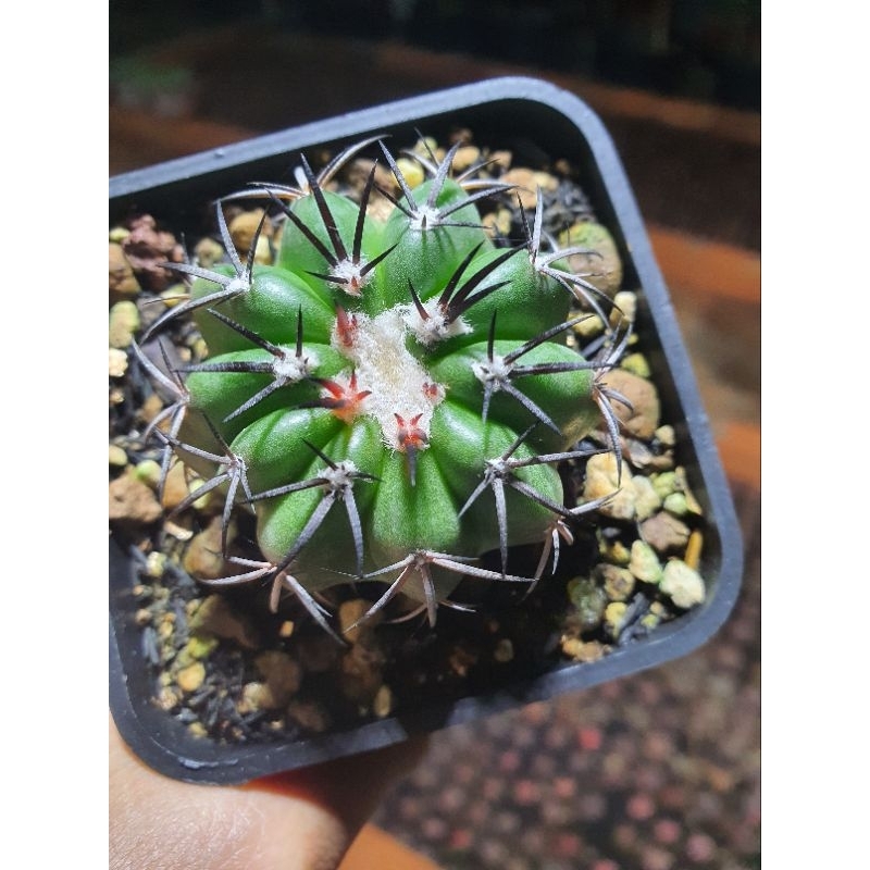 Xương rồng disco. Hàng gieo hạt tại vườn. Size 4 cm