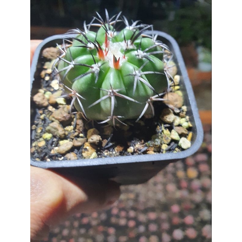 Xương rồng disco. Hàng gieo hạt tại vườn. Size 4 cm