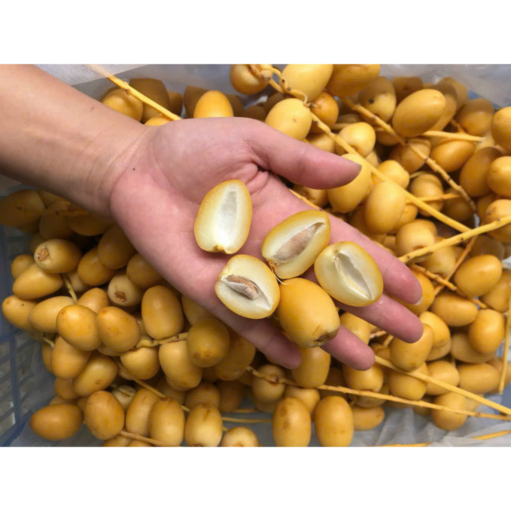 CHÀ LÀ TƯƠI - thanhfruittraicaynhapkhauQ12=> HÀNG MỚI VỀ