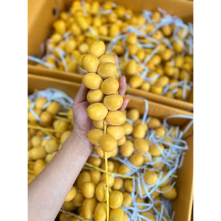 {Thanh Fruit HỎA TỐC }CHÀ LÀ TƯƠI => HÀNG MỚI VỀ