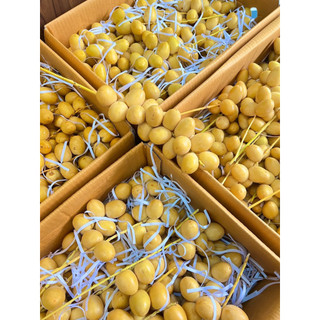 {Thanh Fruit HỎA TỐC }CHÀ LÀ TƯƠI => HÀNG MỚI VỀ