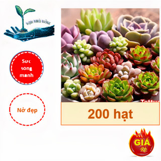 Hạt giống cây sen đá mix (Gói 200 Hạt) - Sức sống mạnh mẽ, dễ trồng, Siêu đẹp