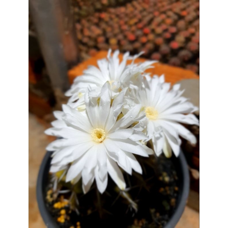 Xương rồng disco. Hàng gieo hạt tại vườn. Size 4 cm