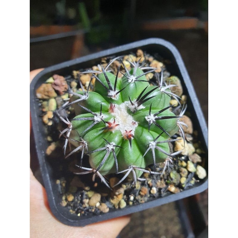 Xương rồng disco. Hàng gieo hạt tại vườn. Size 4 cm