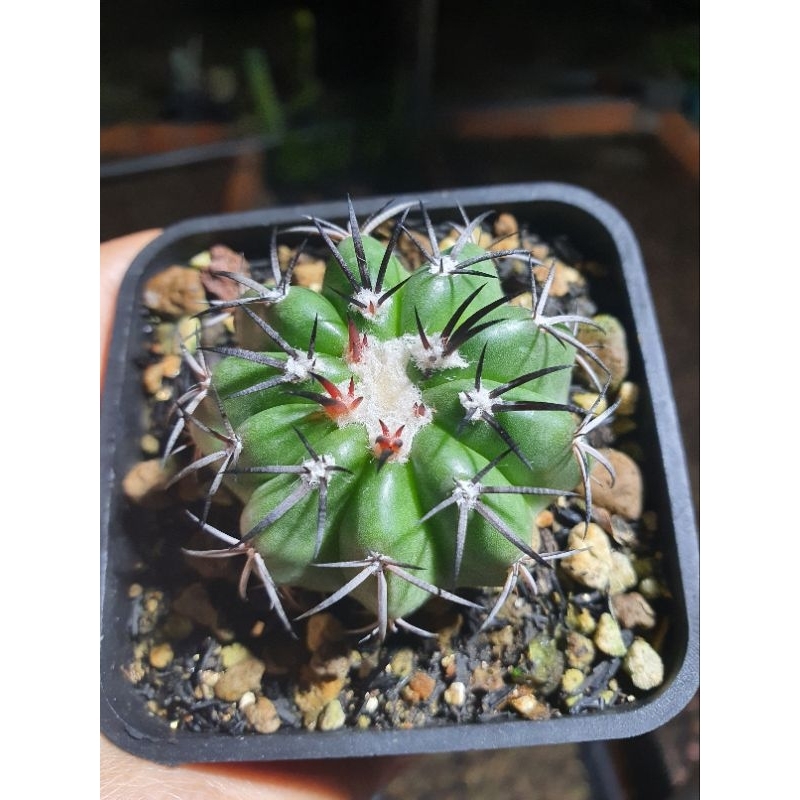 Xương rồng disco. Hàng gieo hạt tại vườn. Size 4 cm