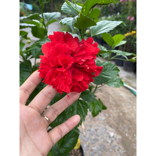 Chậu hoa dâm bụt kép màu đỏ