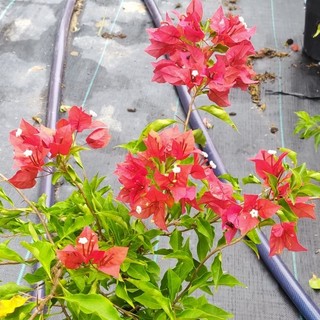 Cây hoa giấy Đỏ Lửa thuần chậu C6, đang hoa.