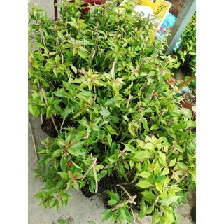 Cây hoa giấy Đỏ Lửa ( nguyên bản) thuần chậu C6, CÓ HOA HOẶC CHƯA HOA.