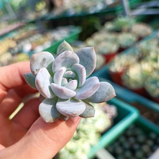Sale++ sen đá monroe siêu đẹp size 3.5_4 cm.