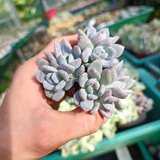 Sale++ Sen Đá Monroe Siêu Đẹp Size 3.5_4 cm.