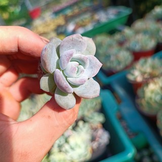 Sale++ Sen Đá Monroe Siêu Đẹp Size 3.5_4 cm.