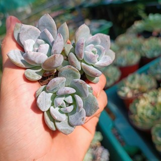 Sale++ Sen Đá Monroe Siêu Đẹp Size 3.5_4 cm.