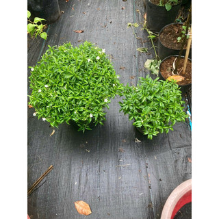 Chậu cây Mai Vạn Phúc