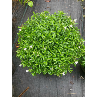 Chậu cây Mai Vạn Phúc