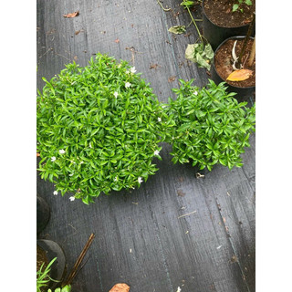 Chậu cây Mai Vạn Phúc