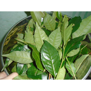 1kg lá chè xanh tươi