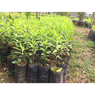 100gram hạt giống cây đàn hương