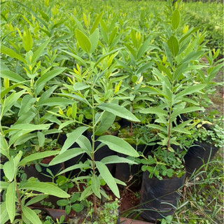 100gram hạt giống cây đàn hương