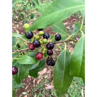 50gram hạt giống cây đàn hương
